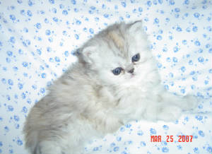 kittens1014.jpg