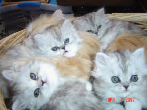 kittens1016.jpg