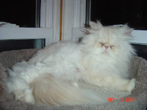 angelandkitten010.jpg