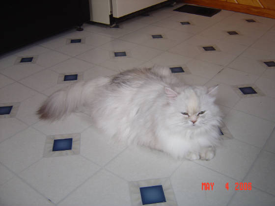 kateynangel003.jpg